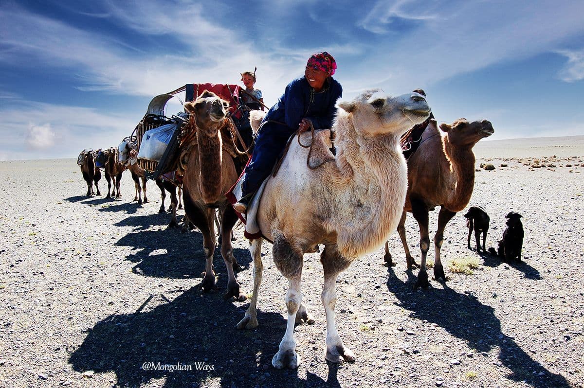 pack camels