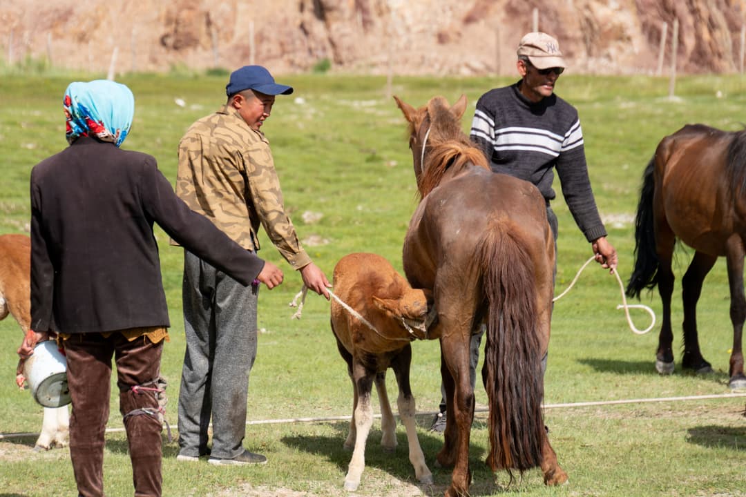 Mongolian family handling a young foal
