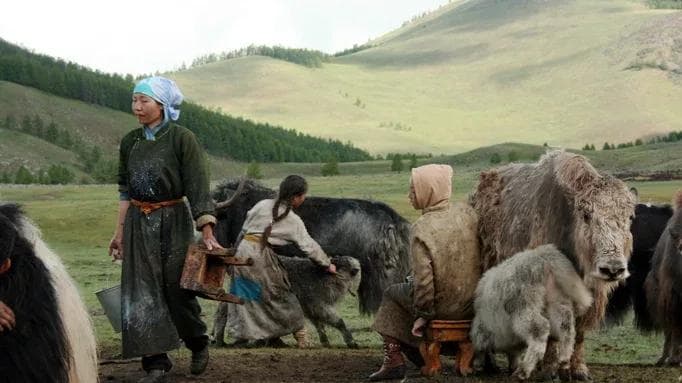 Mongolian women milking yaks