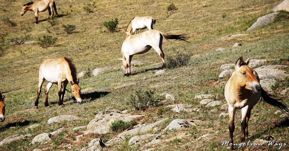 wild horses