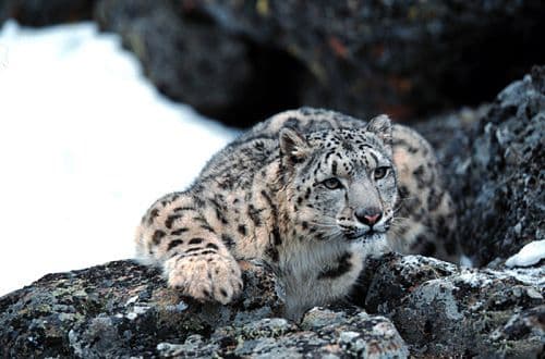 snow leopard in Mongolian mountains