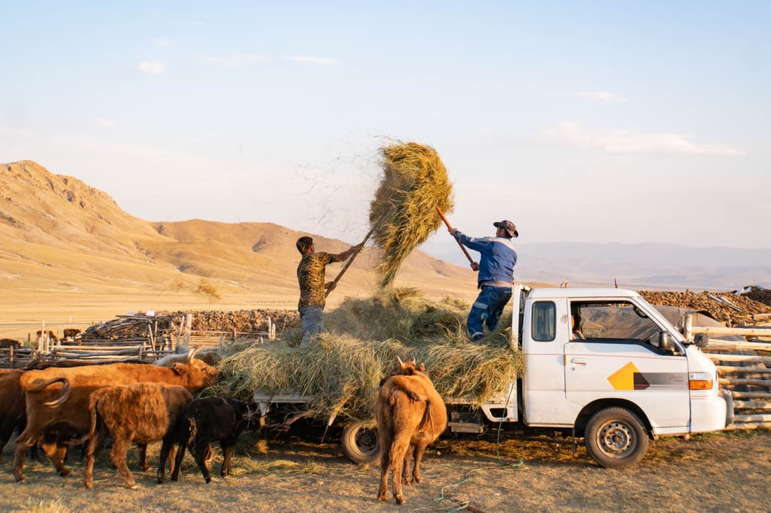 Stocking up from Mongolia