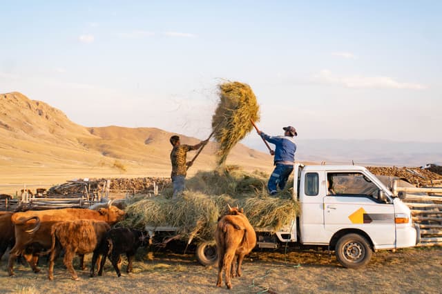 Stocking up from Mongolia