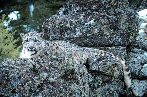 snow leopard