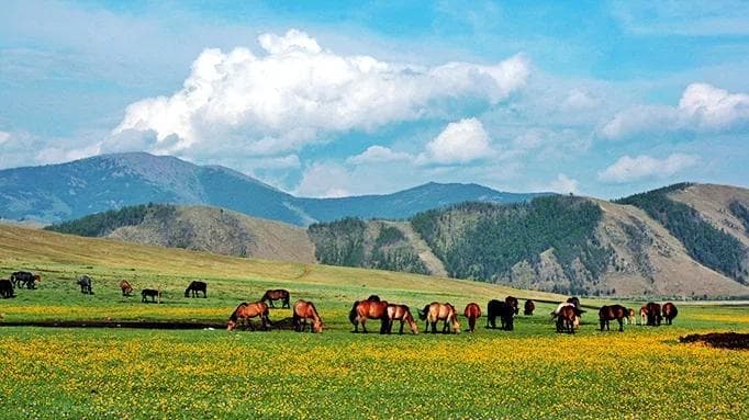 mongolian horses