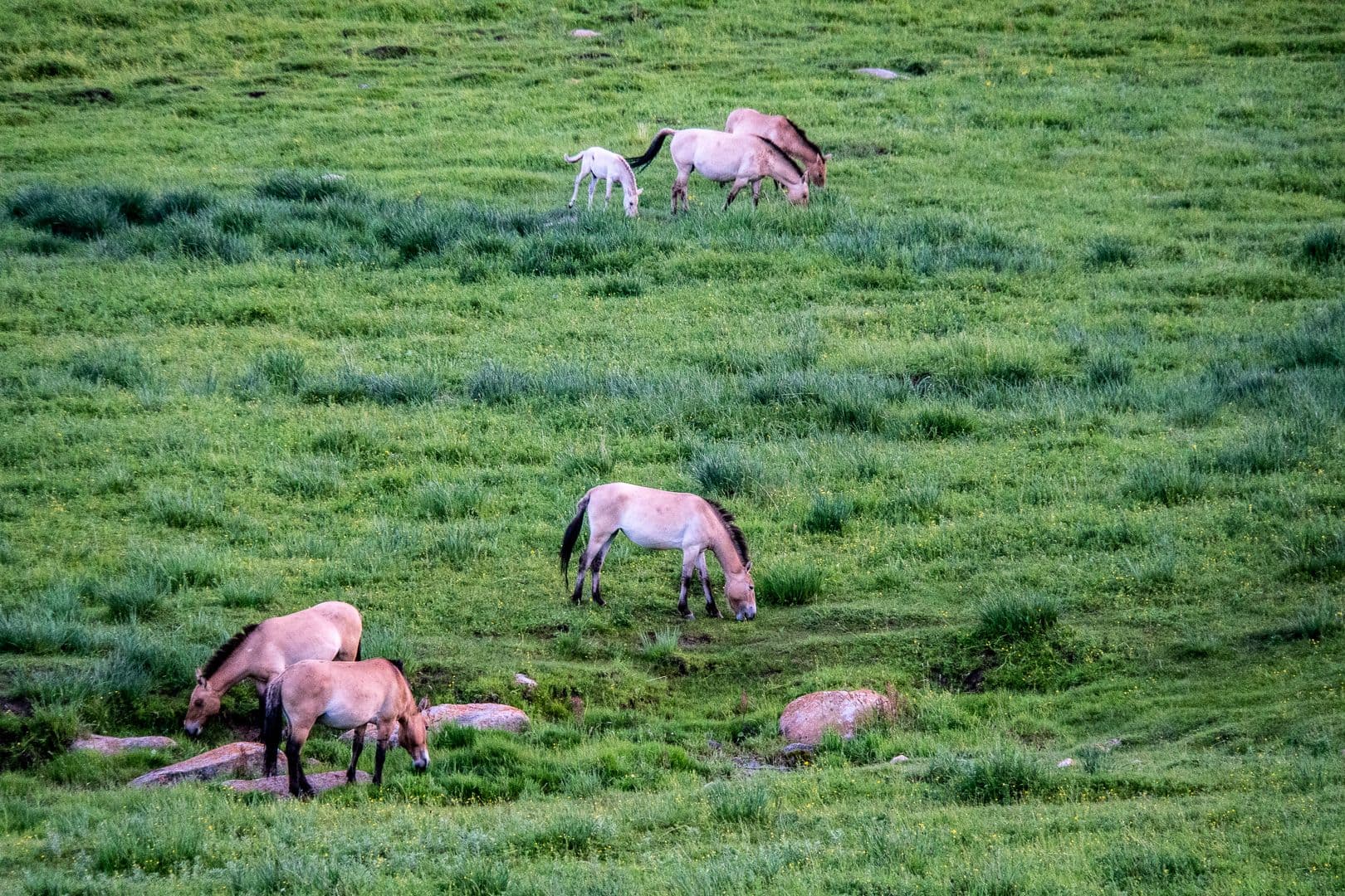 Wildlife and Scenery of Mongolia