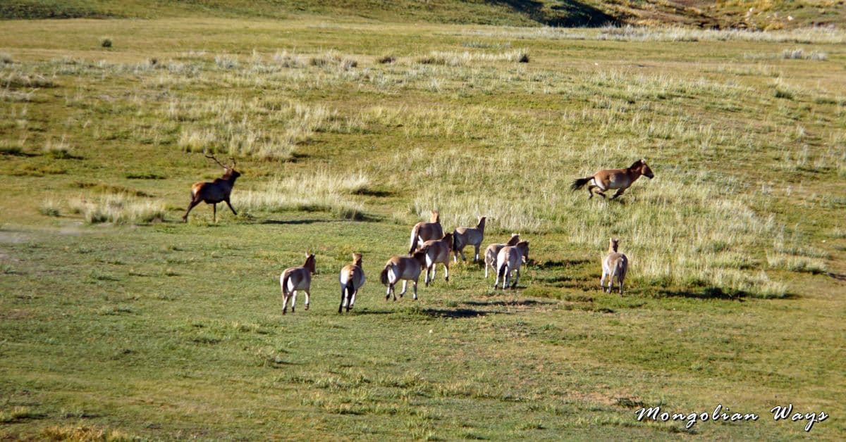 wild horses