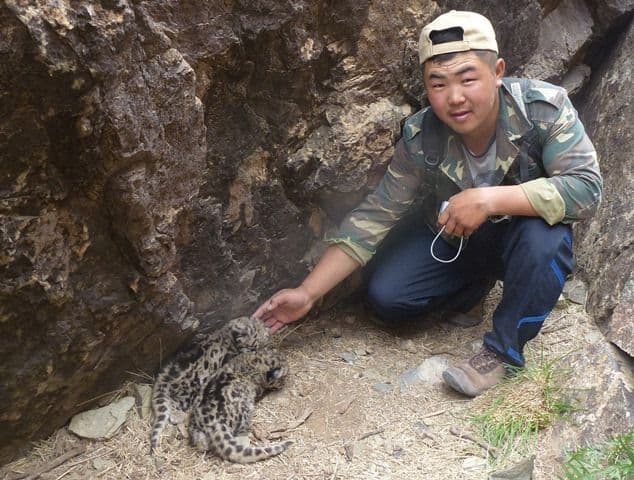 sumbee with a snow leopard
