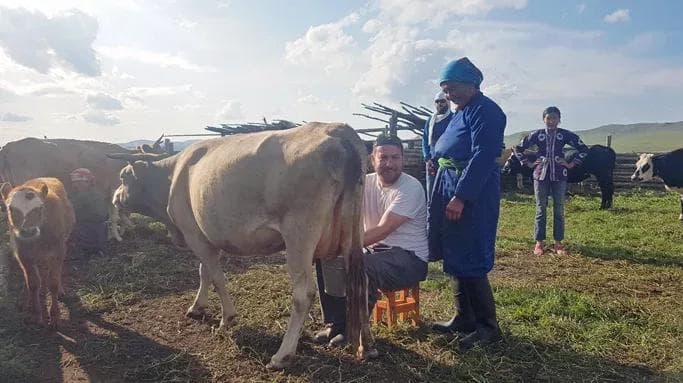 tourist milking cows