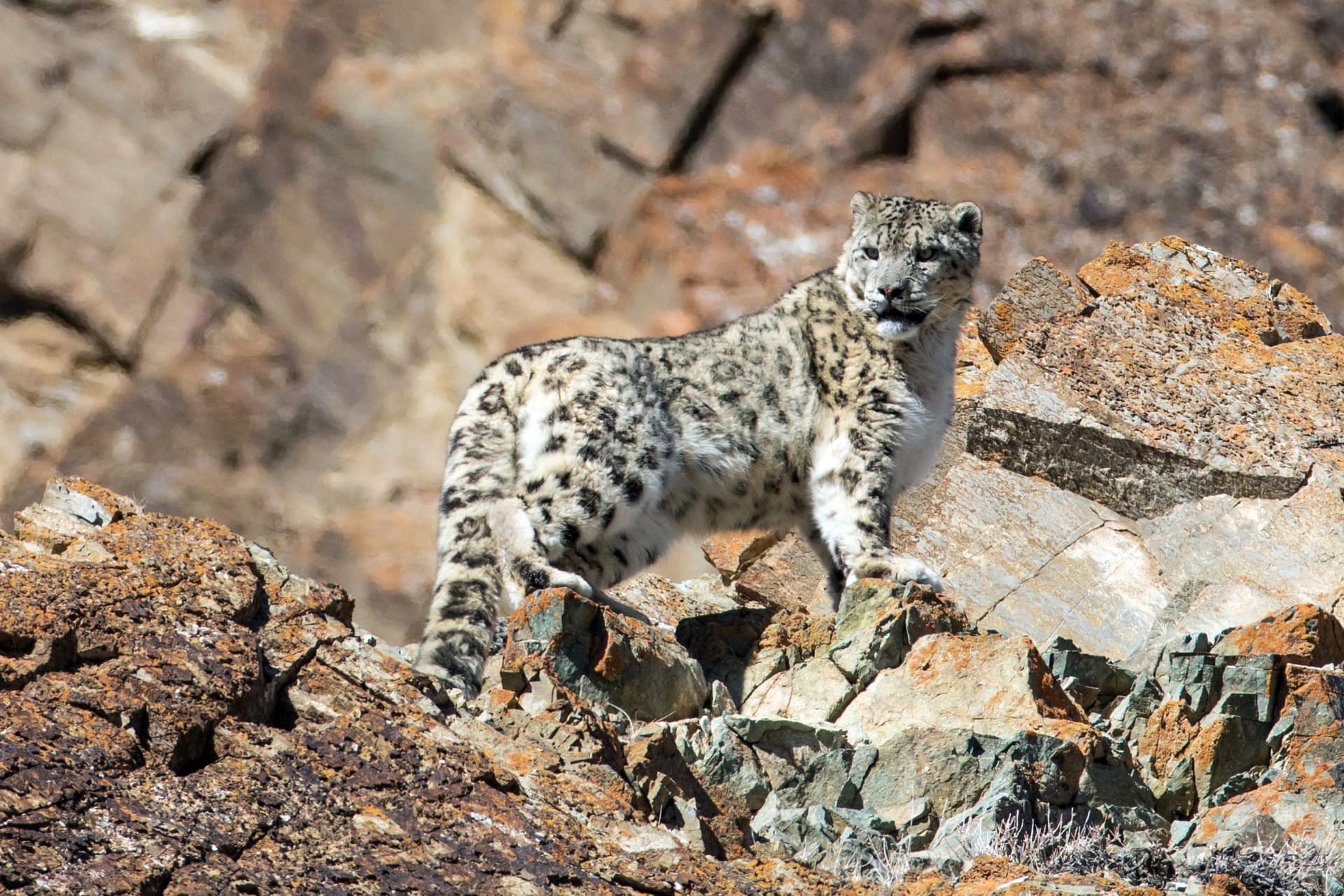 snow leopard in Mongolian mountains
