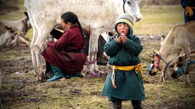 reindeer or tsaatan people