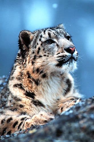 snow leopard