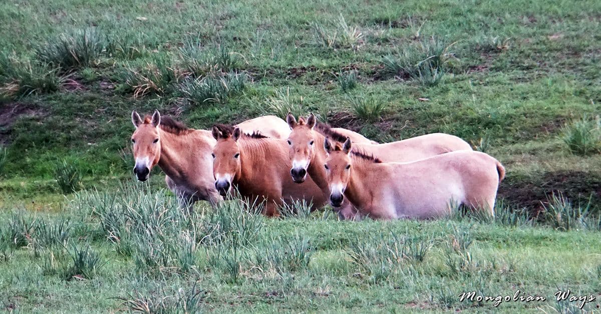 wild horses