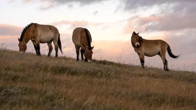 Khustai national park
