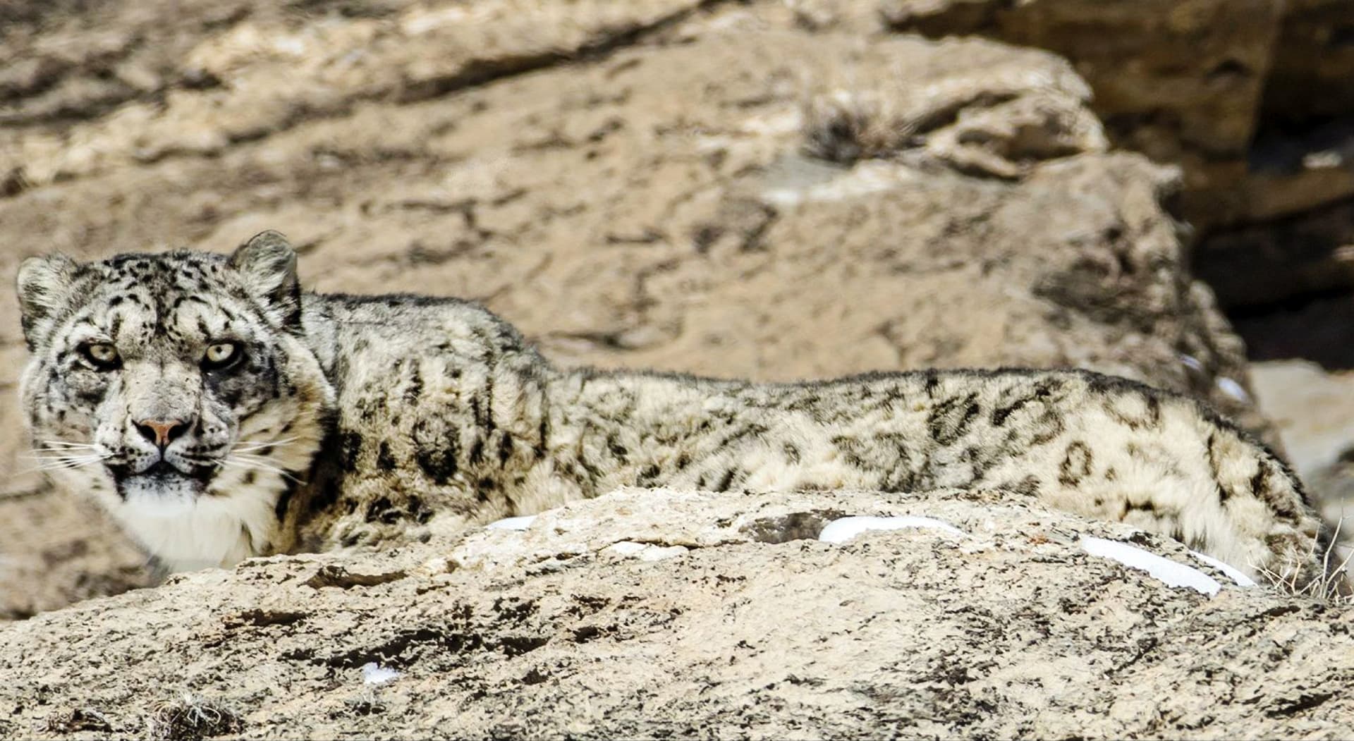 snow leopard in Mongolian mountains